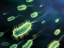 Бактерии - источник кишечных инфекций №1